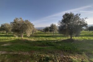 Acquérir, hériter, ou planter une oliveraie : du projet à la première récolte