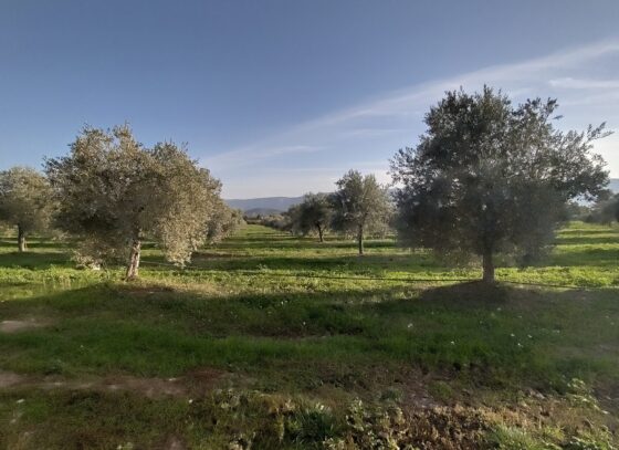 Acquérir, hériter, ou planter une oliveraie : du projet à la première récolte